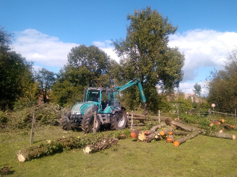 Démarrage d'une opération d'abattage d'arbres vieillissants à Fegergsheim